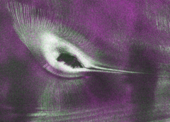 NISAR’s L-Band Radar Reveals ‘Hummingbird’ in Antarctica
