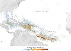Sizing Up the Sargassum Belt