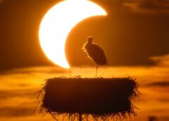 APOD: 2026 September 3 – The Eclipse and the Stork